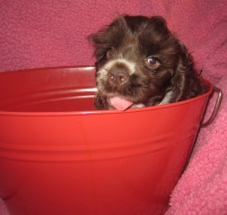 bucket